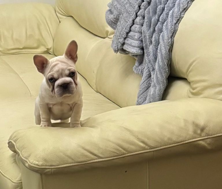 Frenchbulldog 