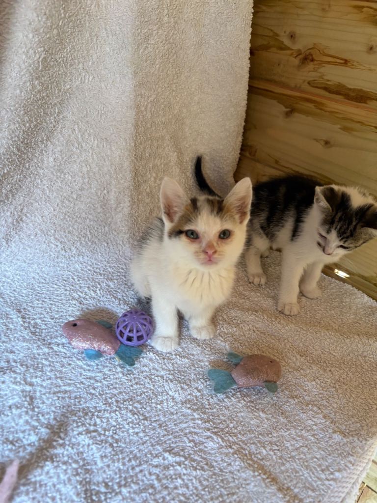 Mixed colour litter🥰