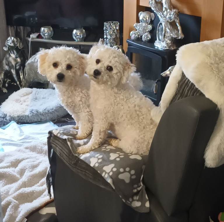 4 x Bichon Frise Puppies 2 x Boys and 2 x girls for sale