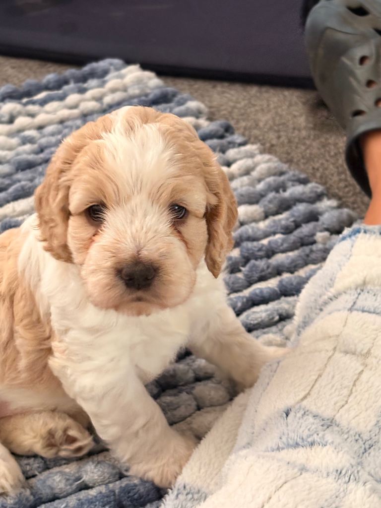 Cockapoo puppies 