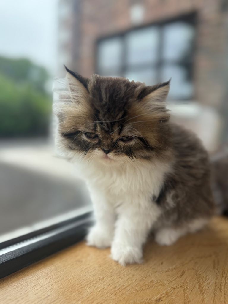 Persian Kittens 
