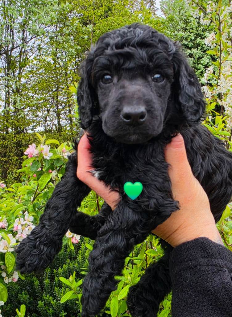 Last 2! Quality Health tested poodles boys 