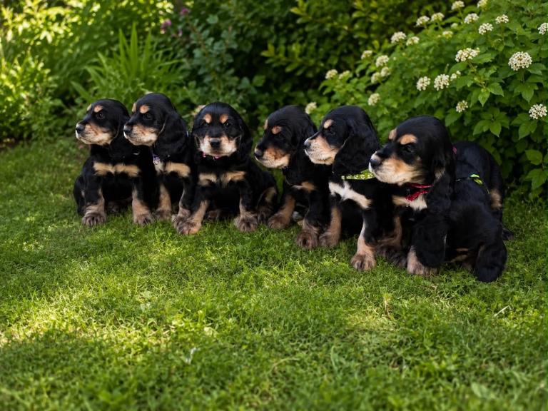 Show type cocker spaniel puppies