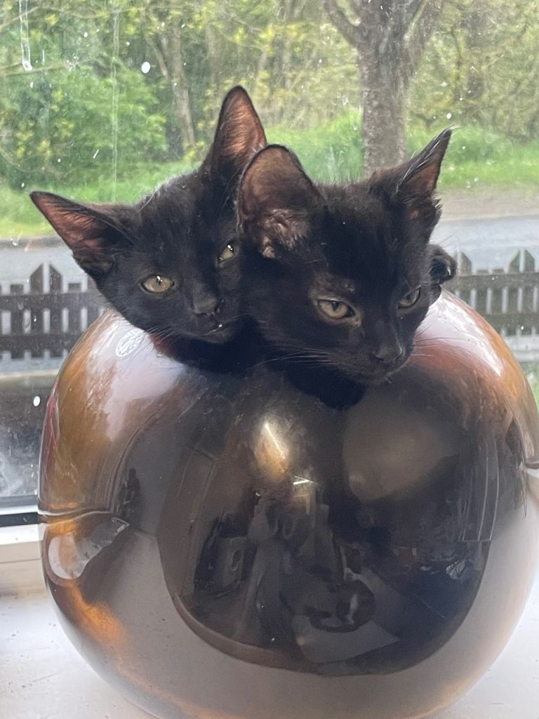 Kittens ready for forever homes 