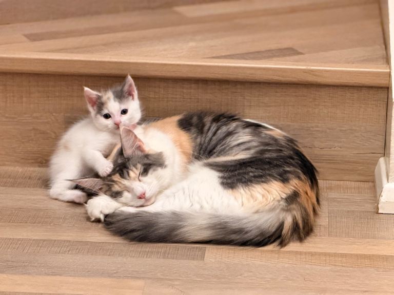 Mainecoon x kittens 