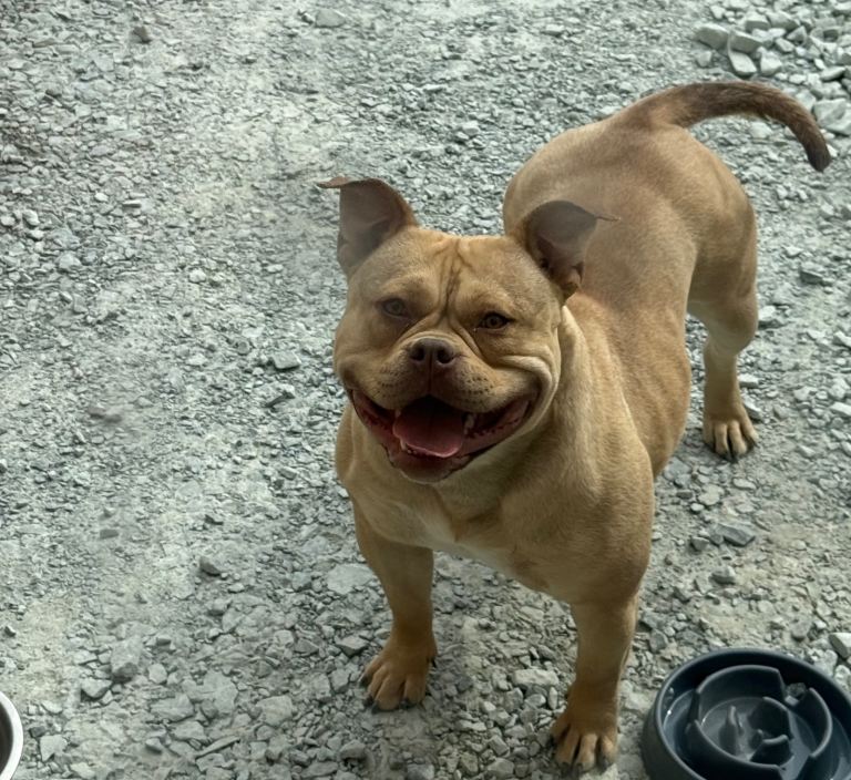 American pocket bully puppies 