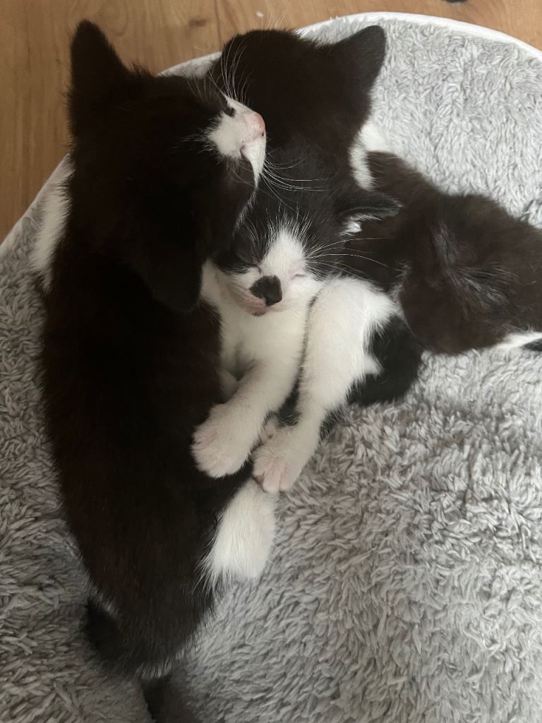 British shorthair kittens 