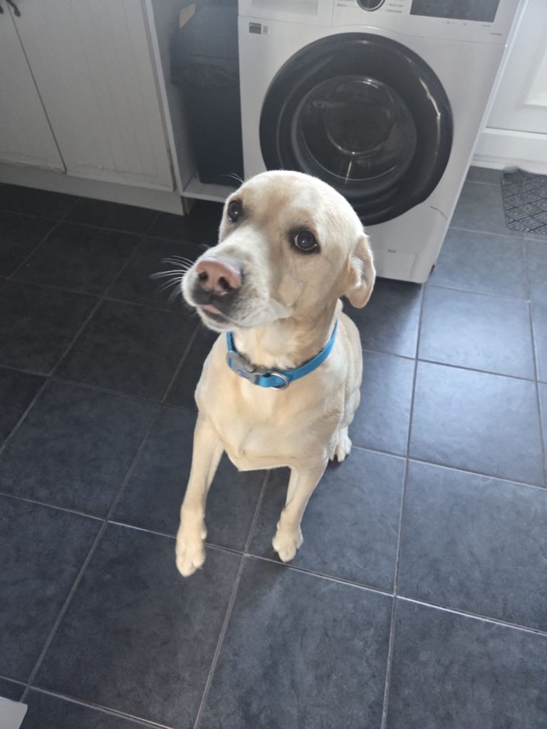 Golden Labrador