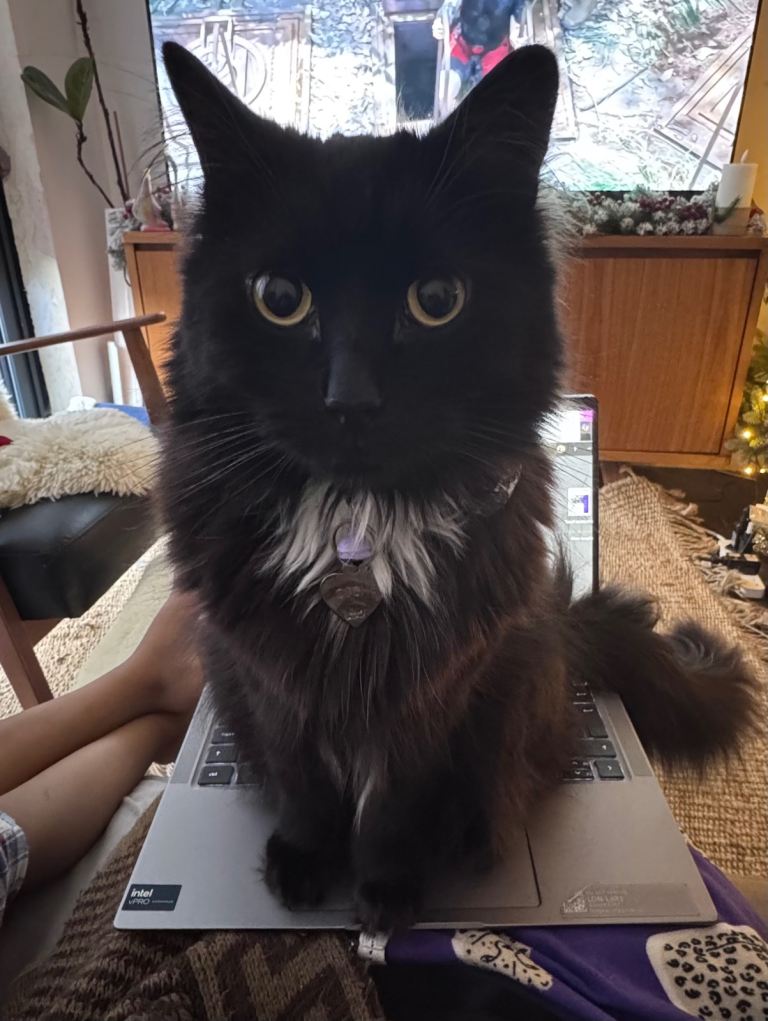 Seeking Loving Home for Sweet, Long-Haired Black Cat