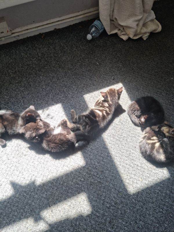 kittens