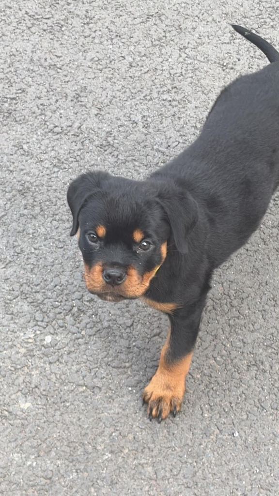 Puppy for sale 