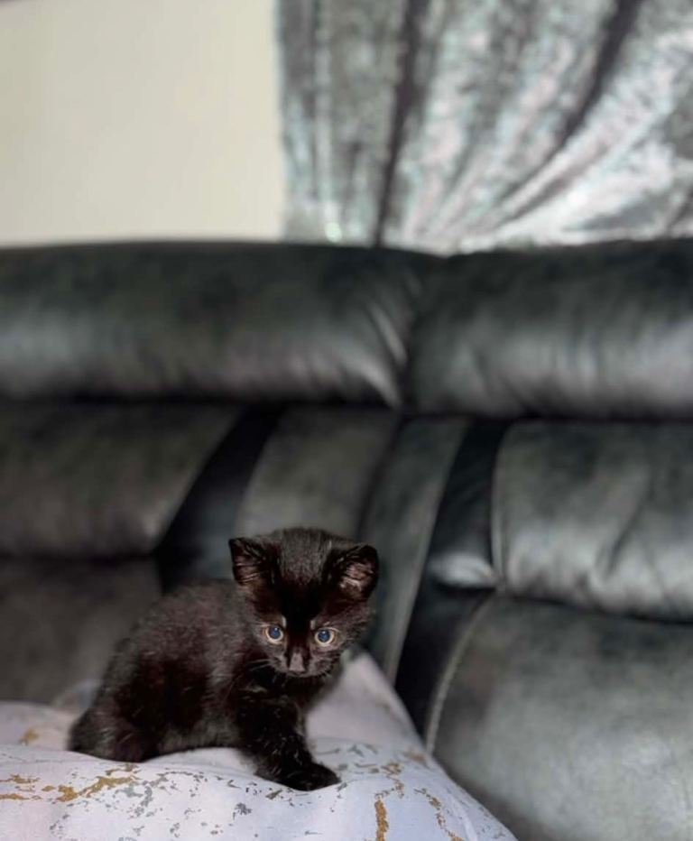 😍 Cutest Kittens Ever – Ready For Their Forever Homes 🐾