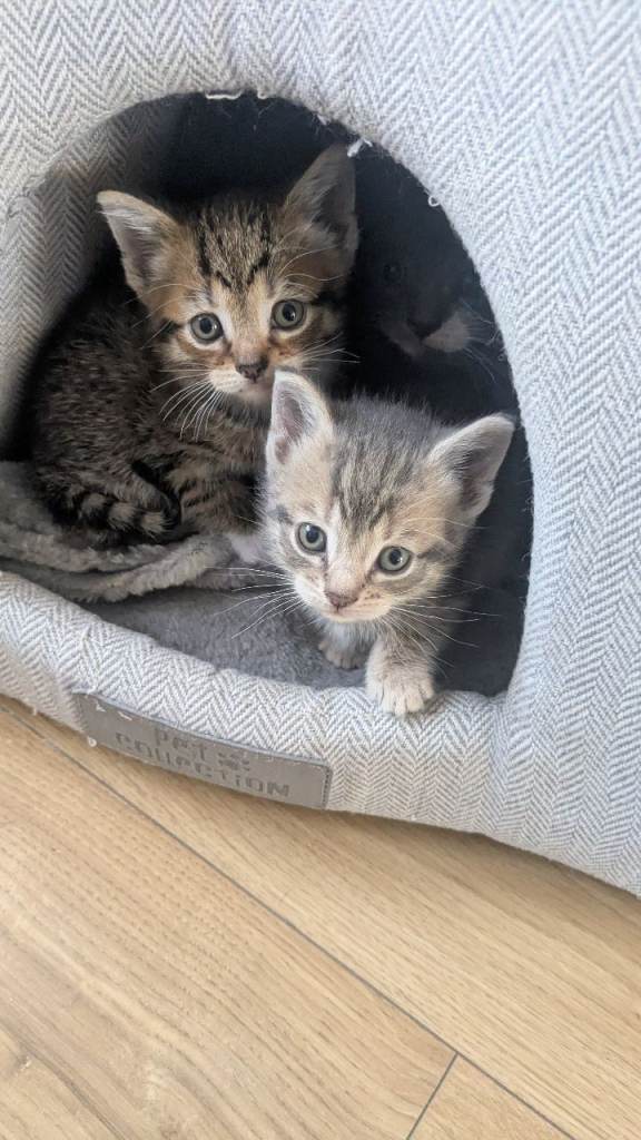 Kittens for sale