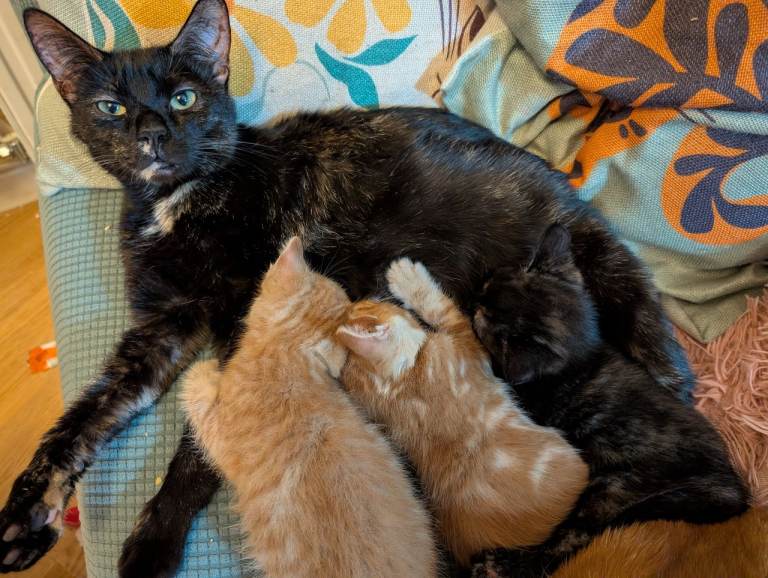 Kittens looking for Their forever home 