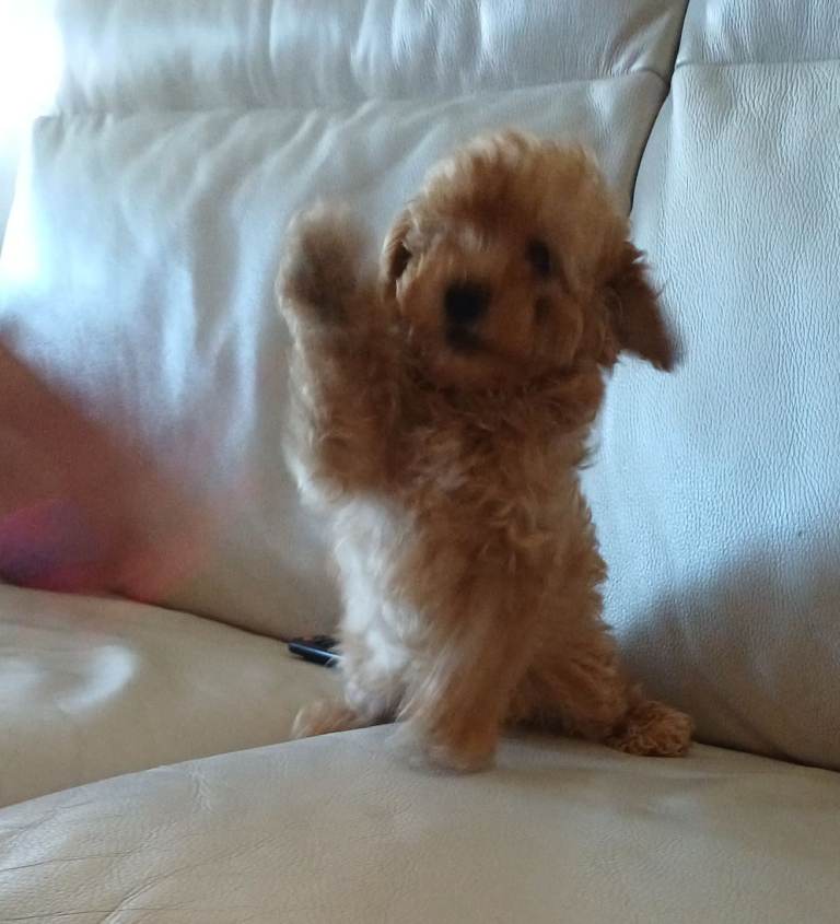 1 stunning  boy