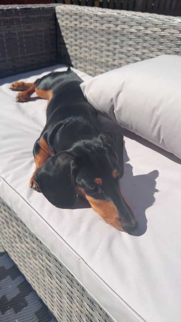 Male short haired Dachshund 8 months old Black and tanned
