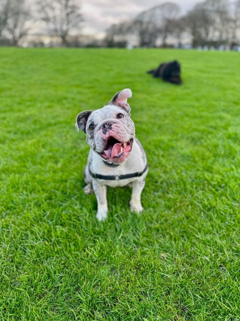 English Bulldog Rehome