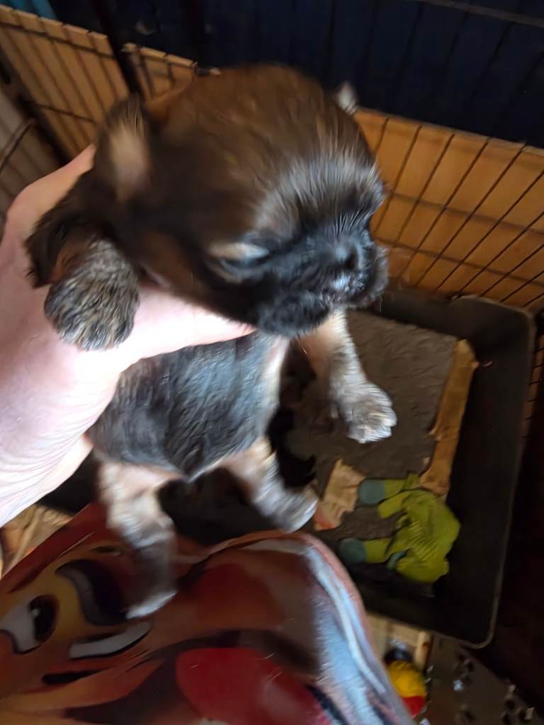 Shihtzu kc reg puppies