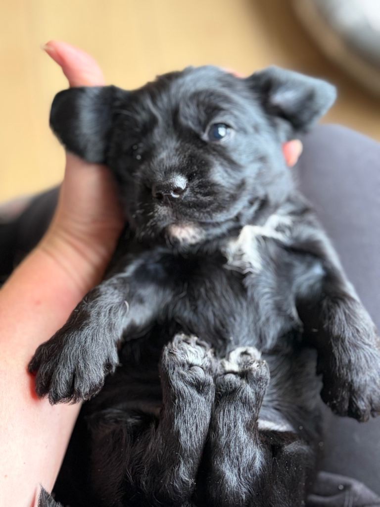 Adorable and stunning black tuxedo Wirehaired dachshund girl puppy