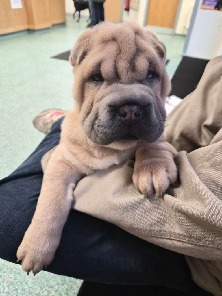 Male Shar pei puppy