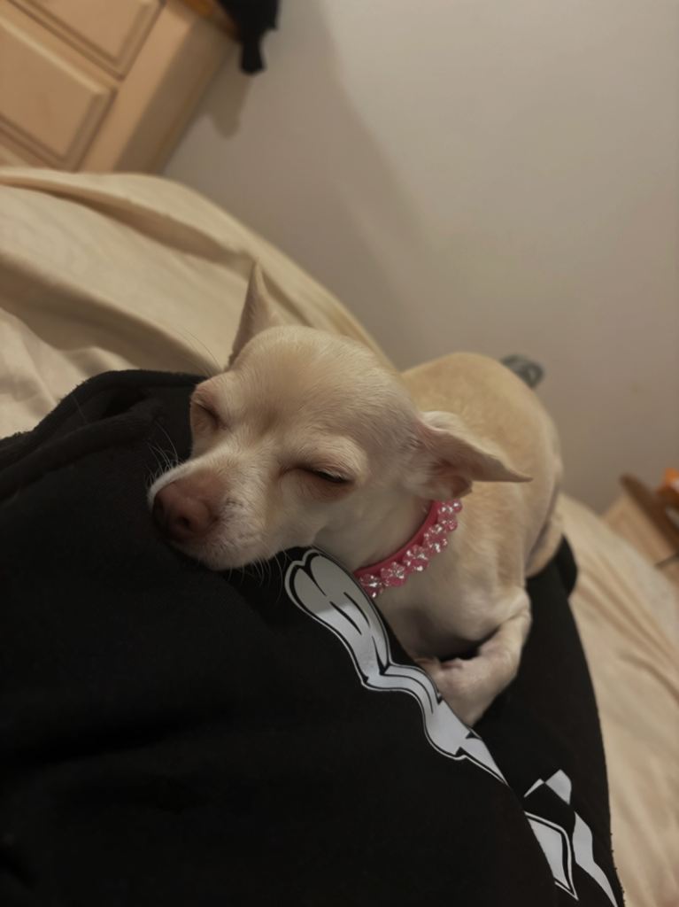 Chihuahua 
