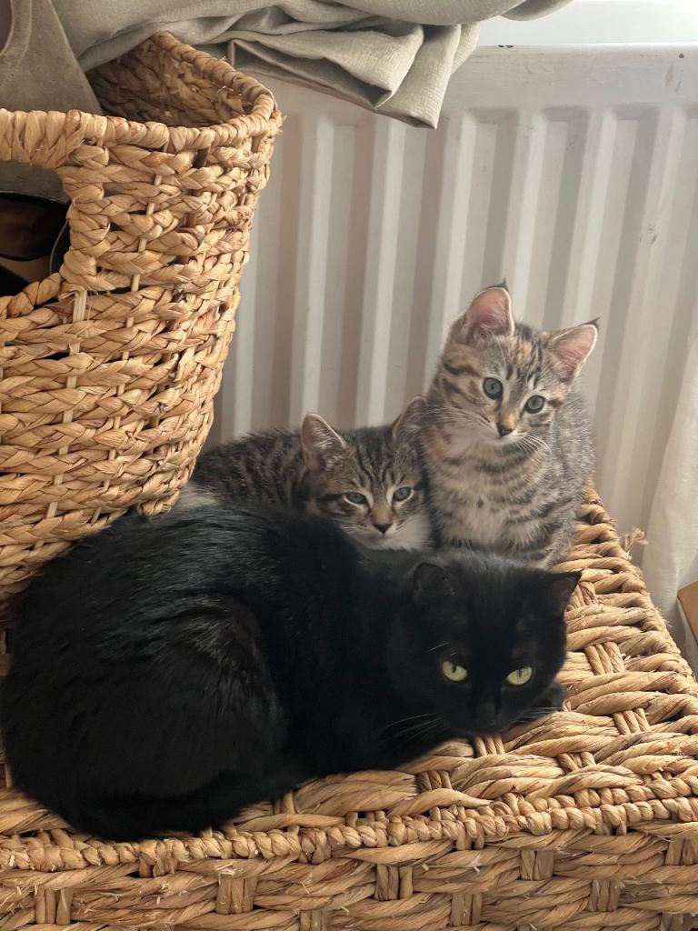 Two kittens