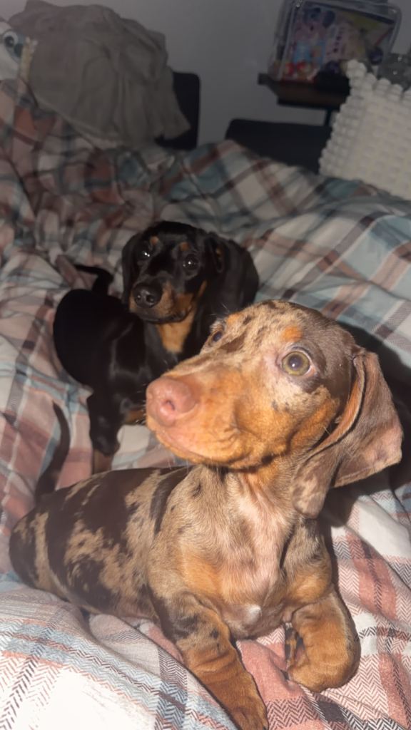 Dachshund 