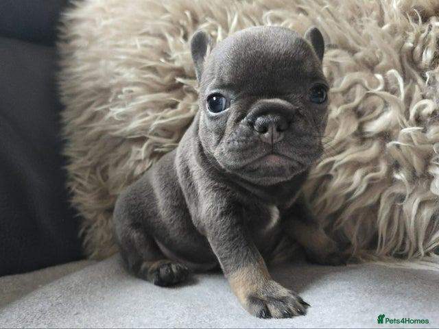 French Bulldog puppies (Available now)