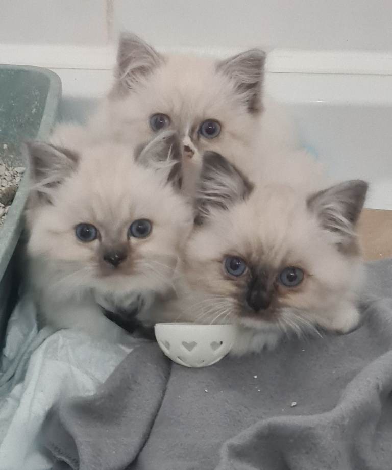 Ragdoll kittens ***READY NOW***