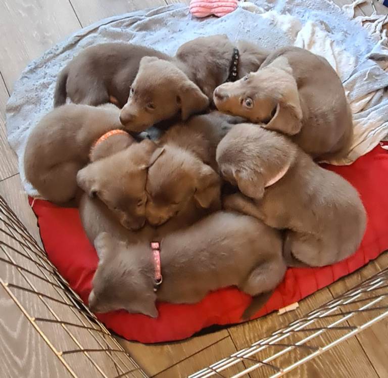 LABRADOR (SILVER) FULL KC REG