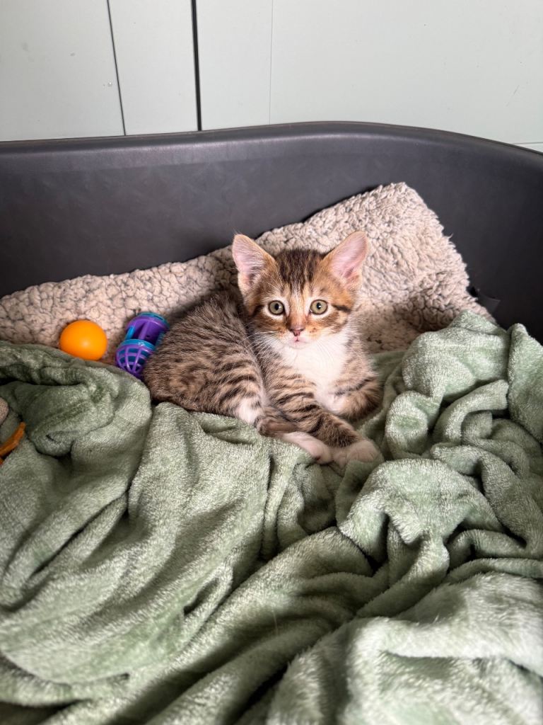 4kittens for sale