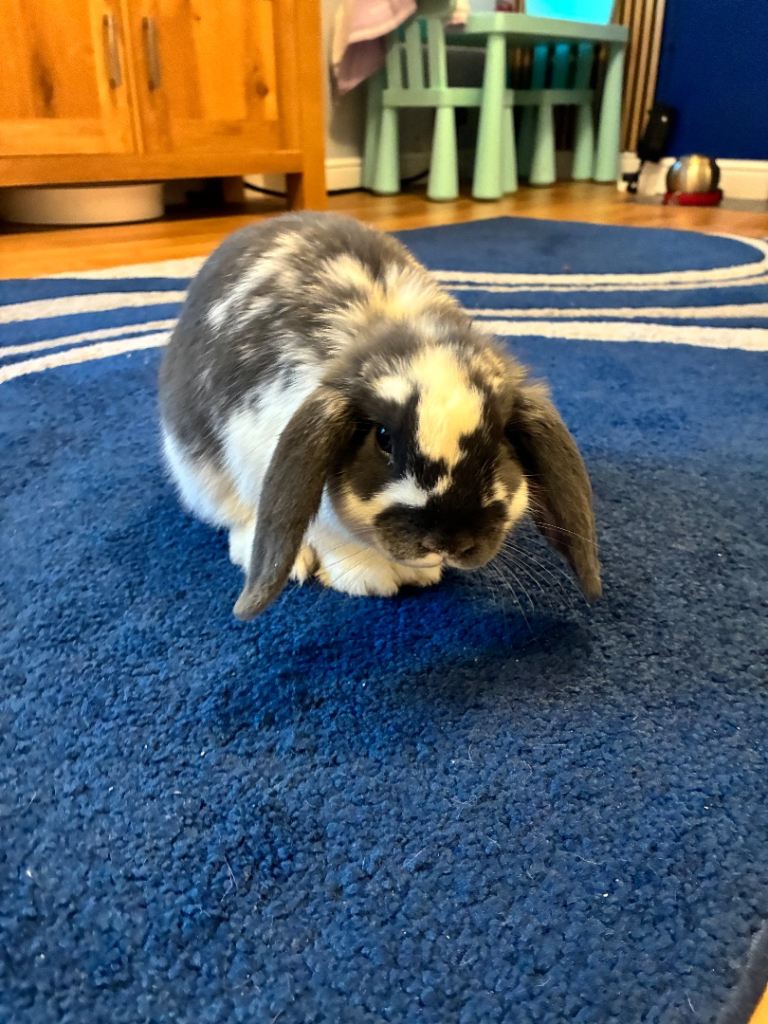Lop rabbit