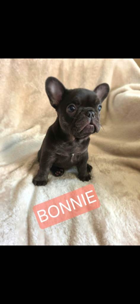 Last girl left KC Registered French Bulldog Puppies