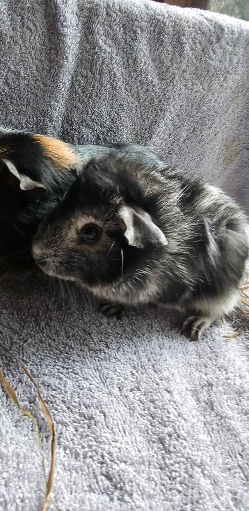 Guinea pigs 