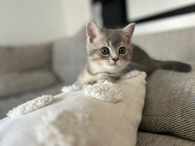 British Shorthair type mix Kittens 
