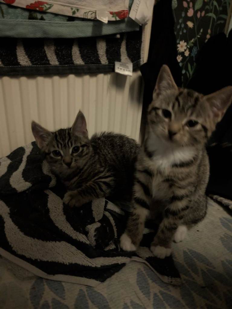 Cute Kittens for Sale – Black, Tuxedo & Tabby Kittens – Feltham