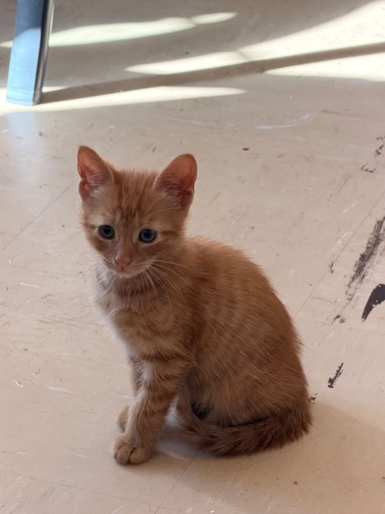 Ginger kitten