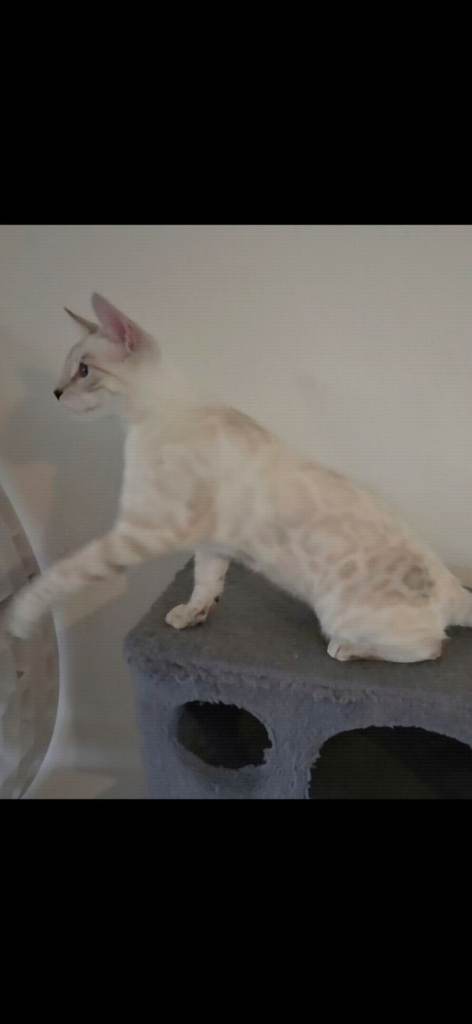 Outstanding Tica Show quality Snow Lynx bengal kittenD