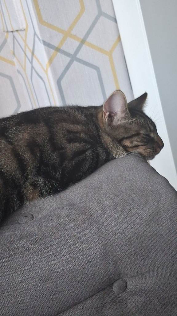 1 year old cat named teddy 