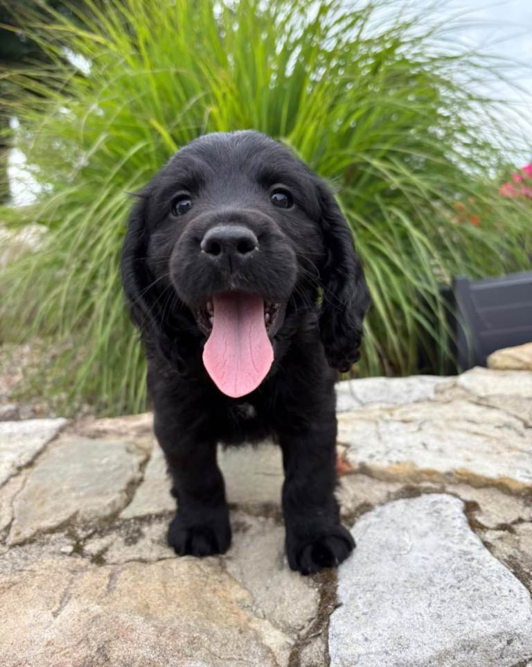 Cocker Spaniel Pups