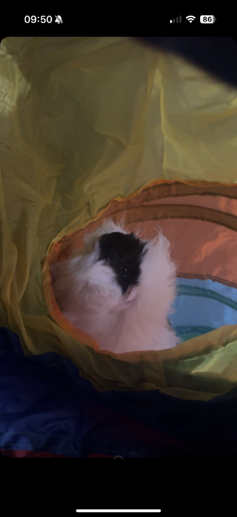 2 male guinea pigs for sale