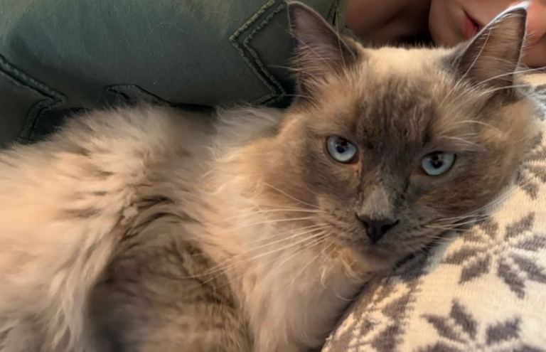 Ragdoll male cat (neutered) 