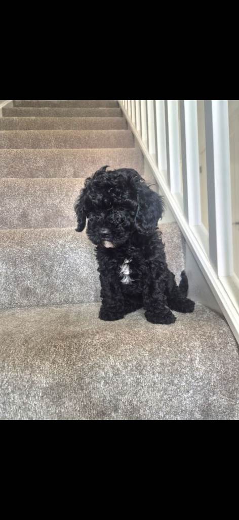 Cavapoo puppy ready now!