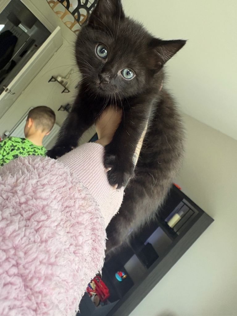 Kittens 