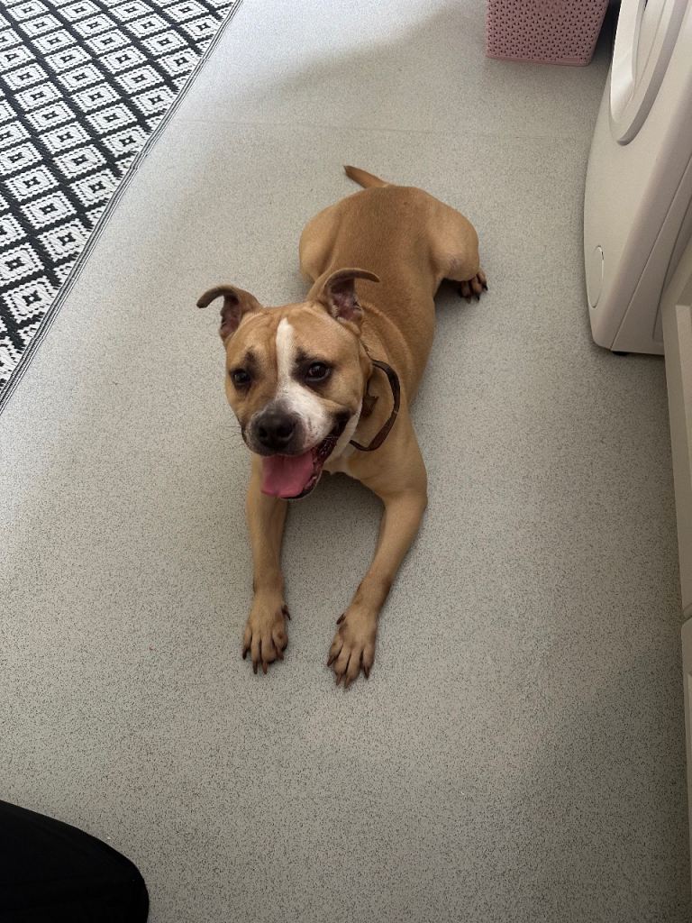 Staffordshire bull terrier Mix