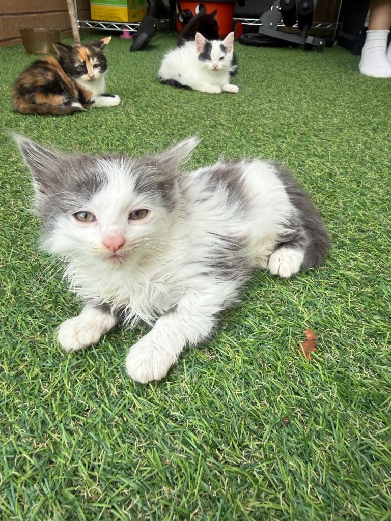 10 kittens for sale 