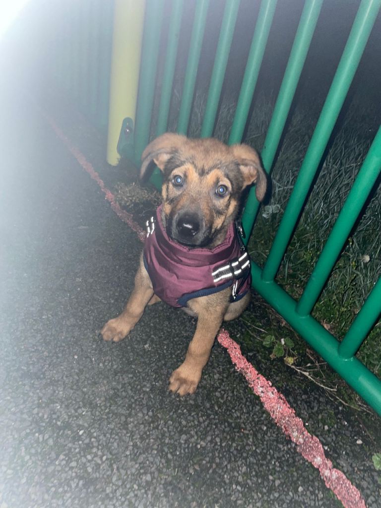 🐾 Callie – 5 Month Old Mali x Mastiff (Needs Experienced Home)