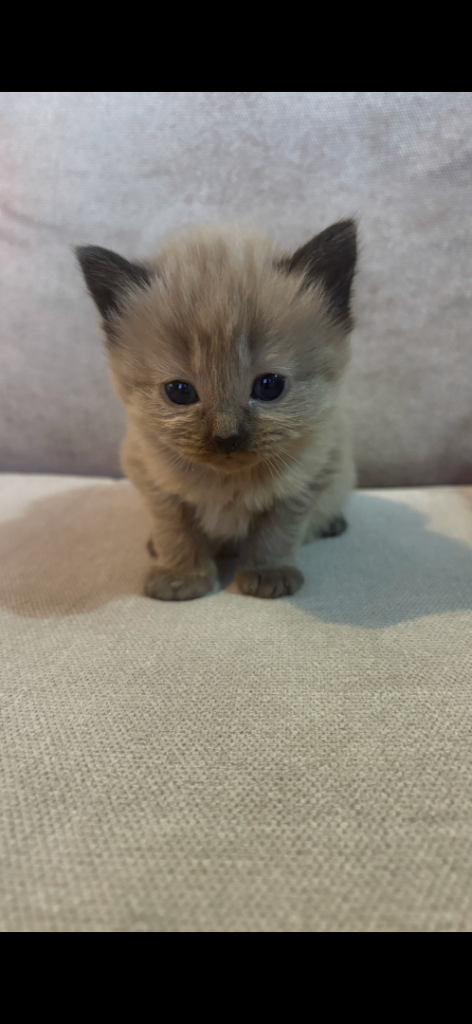 Ragdoll/ Siamese kittens