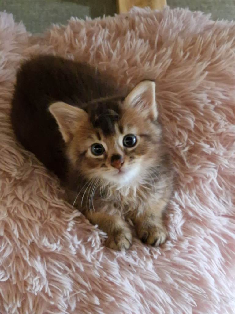 Abyssinian cross Ragdoll kitten for adoption 