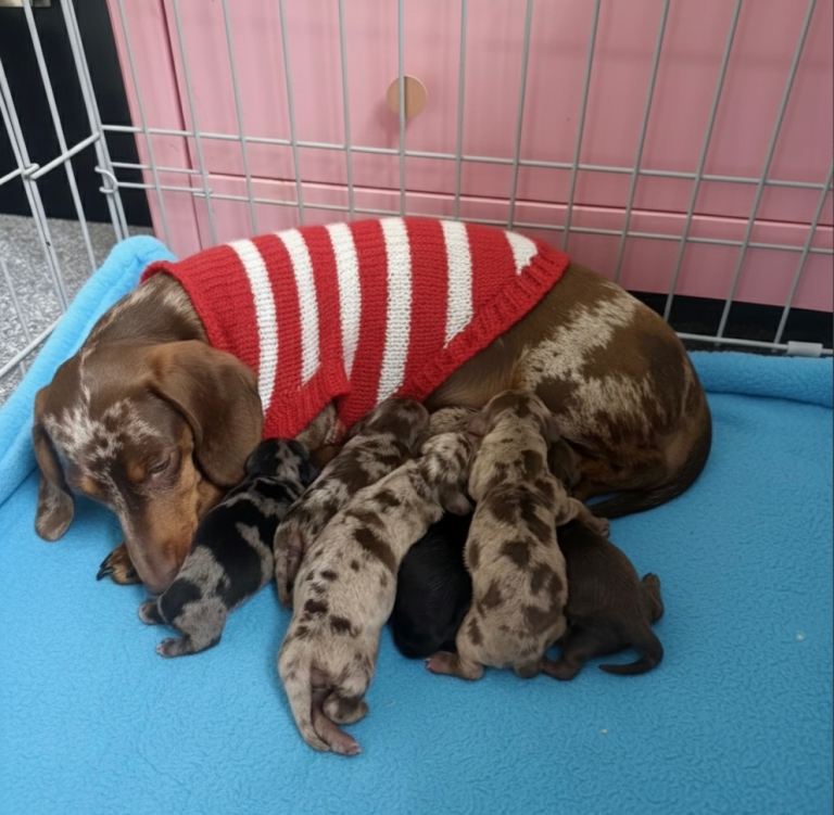Miniature dachshund puppies 